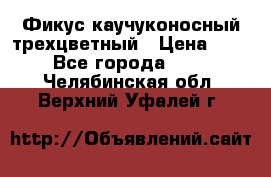 Фикус каучуконосный трехцветный › Цена ­ 500 - Все города  »    . Челябинская обл.,Верхний Уфалей г.